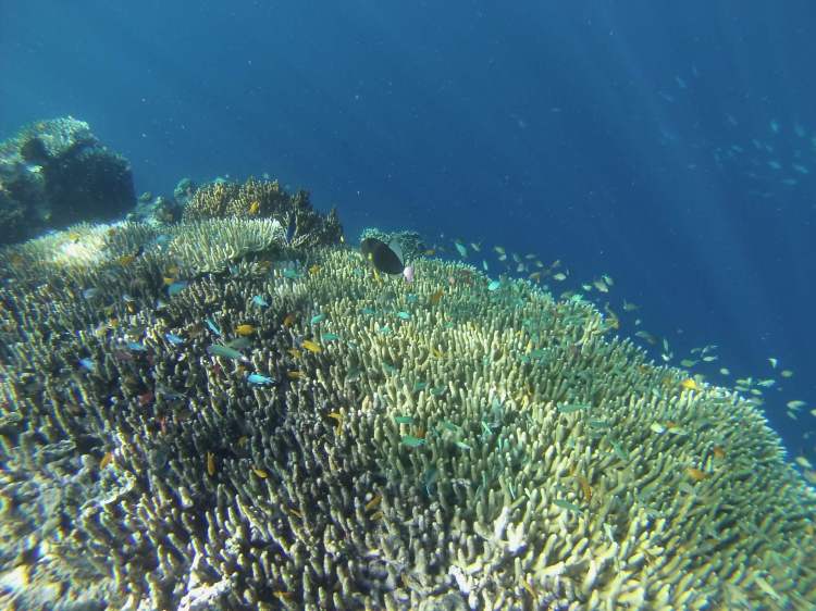 Snorkeling, Mejangan, Indonésie