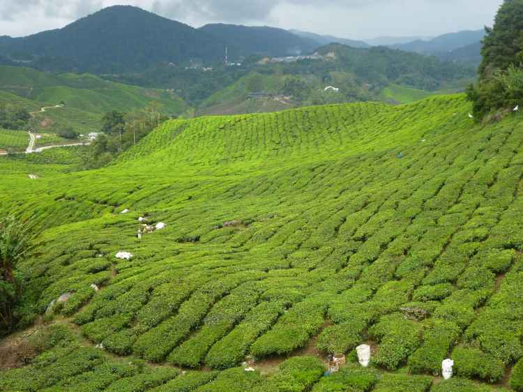 Plantations de thé, Cameron Highlands, Malaisie