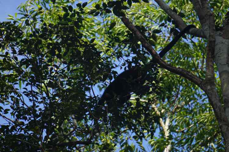 Monkey, Calakmul, Mexico